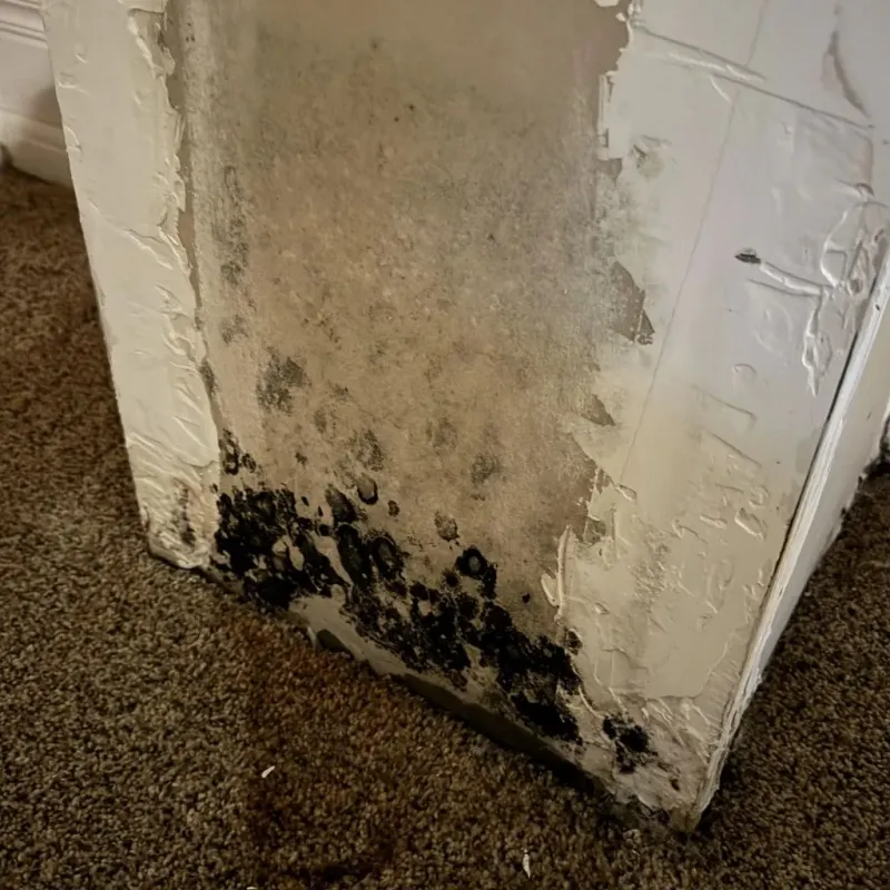 Professional Mold Removal in Des Arc, AR